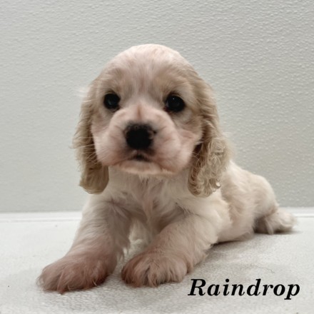 puppy, for, sale, Cocker Spaniel, Joe & Cherri  Overlease, dog, breeder, Miller, MO, dog-breeder, puppy-for-sale, forsale, nearby, find, puppyfind, locator, puppylocator, aca